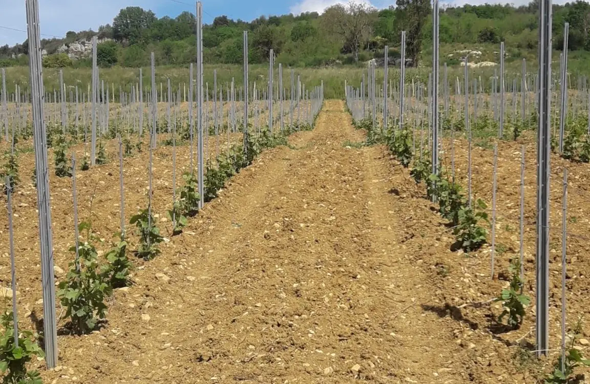 rangées de jeune vigne