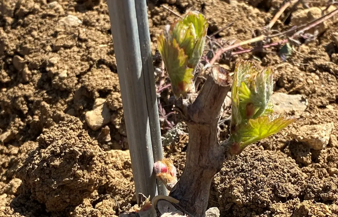 Jeune pied de vigne